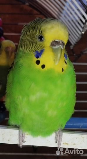 Волнистый попугай