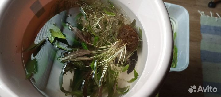 Расстения аква