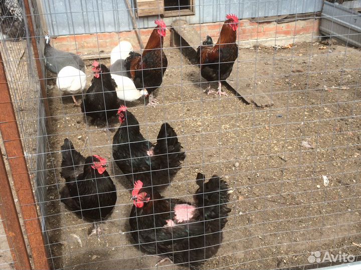 Петухи элитных пород