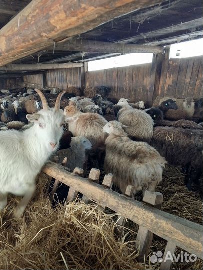 Овцы, бараны, ярки