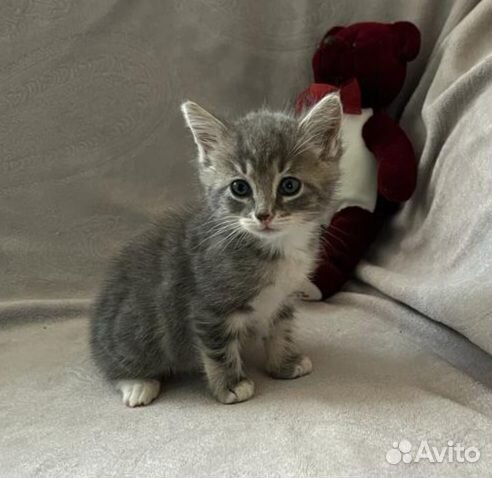 Малыши в добрые руки