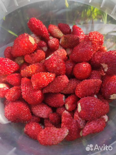 Ягоды земляники