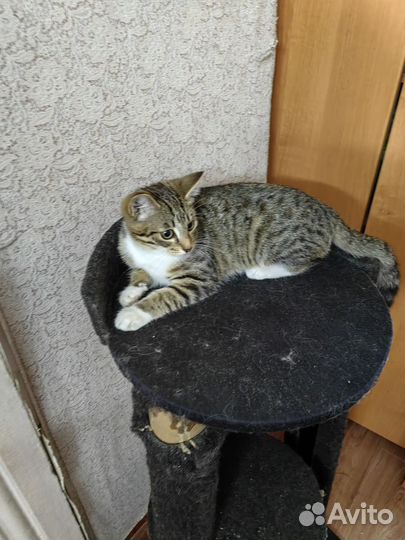 Отдам в добрые руки