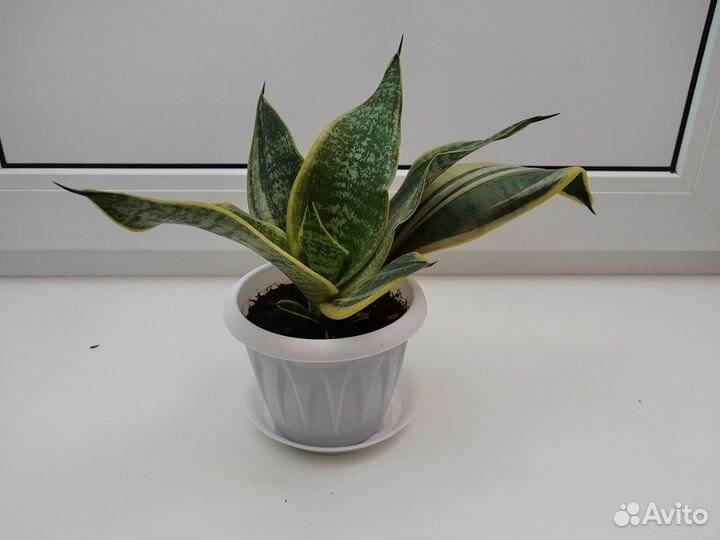 Сансевиерия