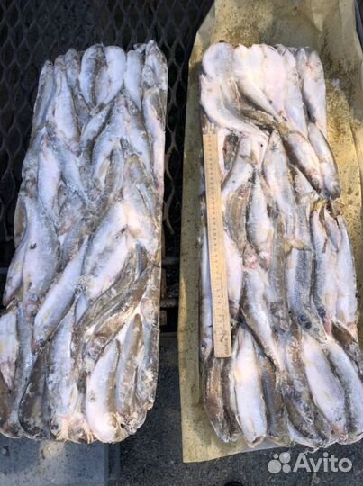 Крупная корюшка. Сахалинская. Икряная. Улов 2023г