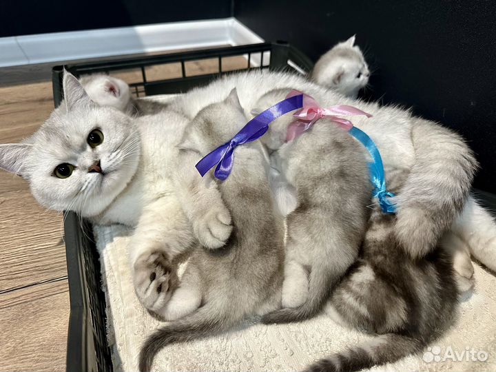 Британская серебристая шиншилла