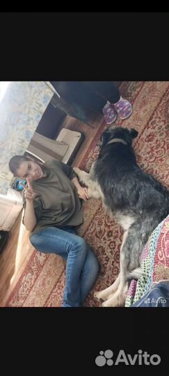 Щенки алабая