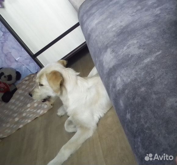 Щенок лабрадора девочка