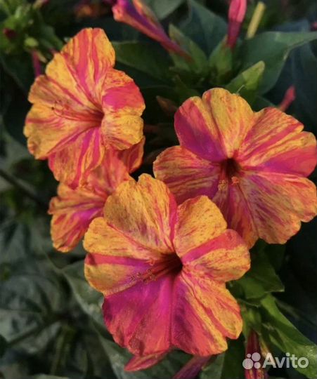 Мирабилис пестрый (ночная красавица)