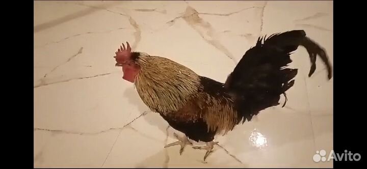 Петух мини