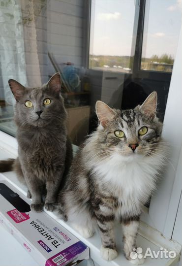 Котики ищут дом