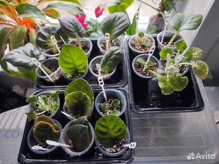 Забронировано Набор фиалок 16 шт разное