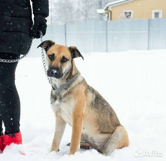 Мара в поисках дома хозяин отзовись