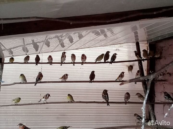 Певчие птицы