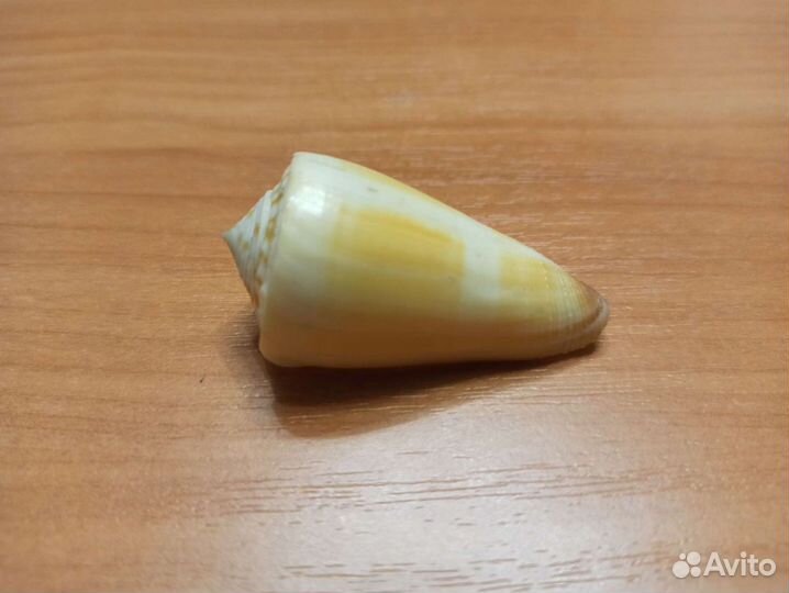 Морская раковина