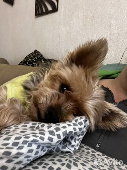 Передержка собак