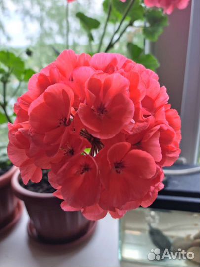 Пеларгония герань