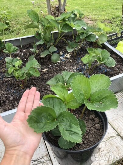 Клубника Брилла