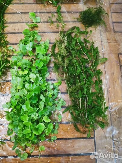 Растения для аквариума, рыбки