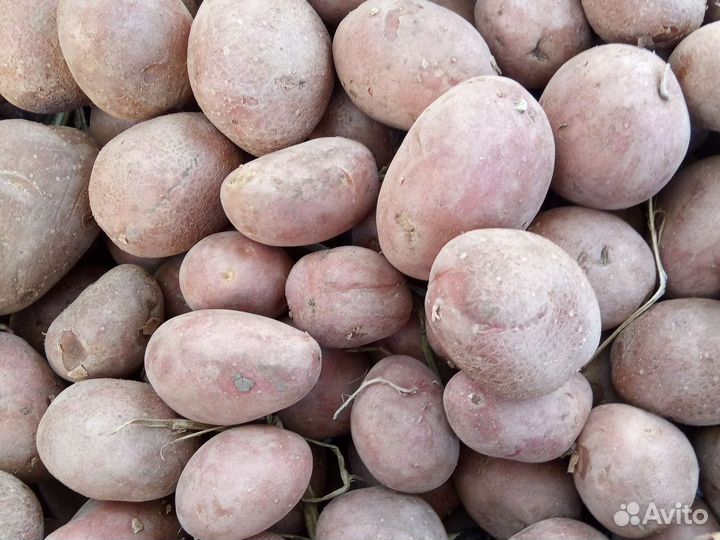 Картофель на семена и на еду