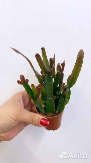 Суккуленты