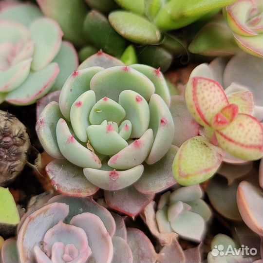 Суккуленты