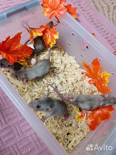 Декоративные крысята в питомцы