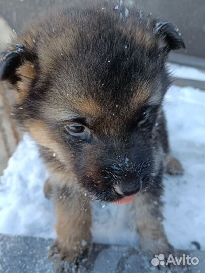 Щенки немецкой овчарки