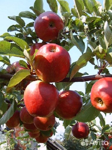 Cаженцы плодовых растений, местного производства