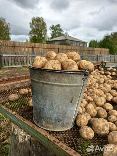 Продажа картофеля