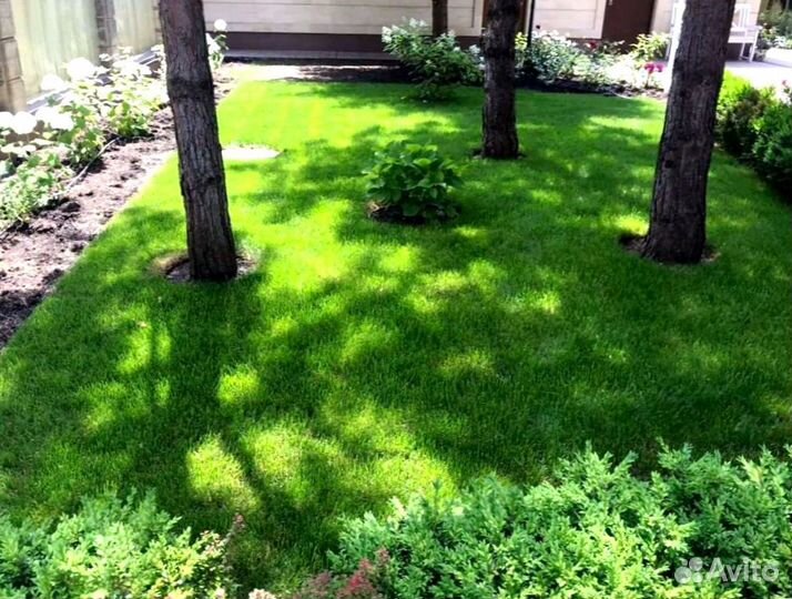 Рулонный газон