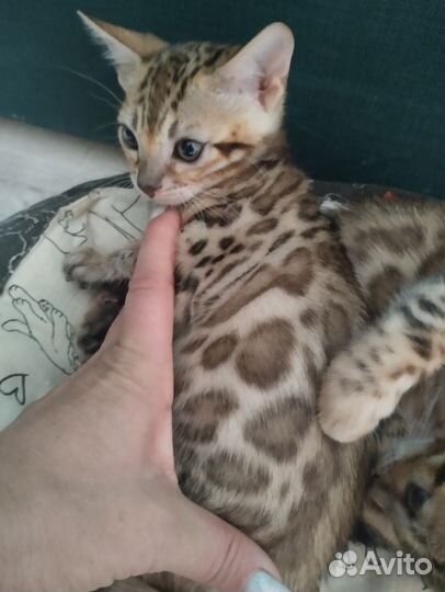 Бенгальская