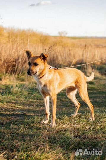 Собака из приюта в добрые руки бесплатно