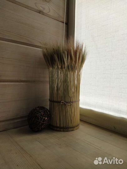 Колосья рожь