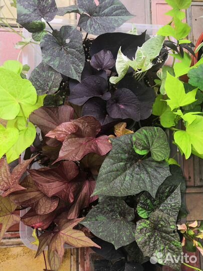 Ипомея батат, Хауттюйния, Альтернантера