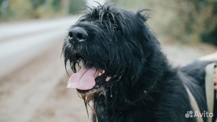 Близкий метис ризеншнауцера ищет дом