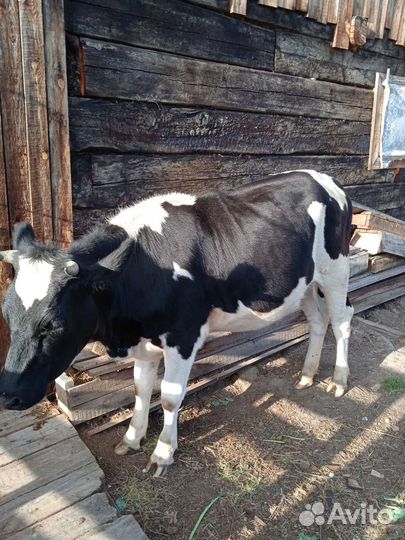 Нетель стельная