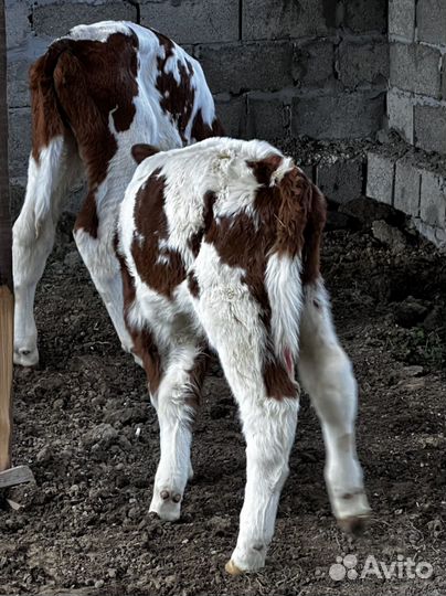 Телята телочки