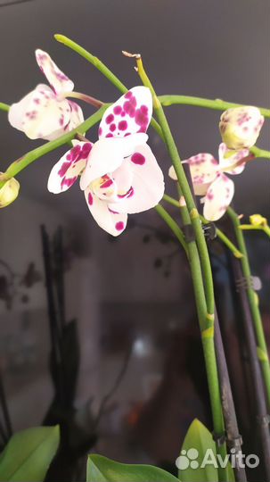 Орхидея фаленопсис