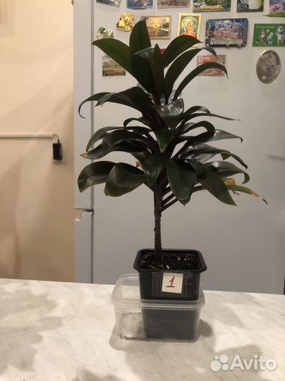 Кордилина Компакта