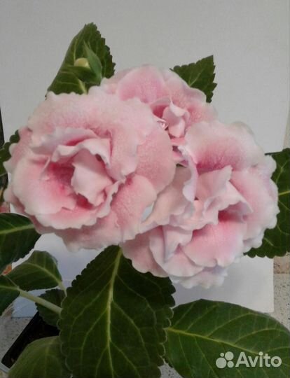 Глоксинии и тидеи сортовые