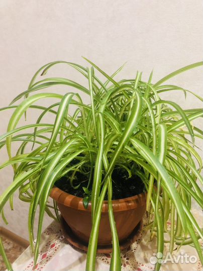 Хлорофитум