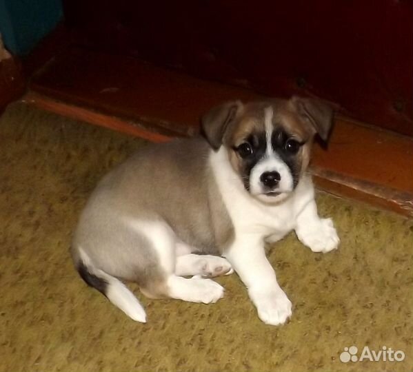 Щеночек девочка