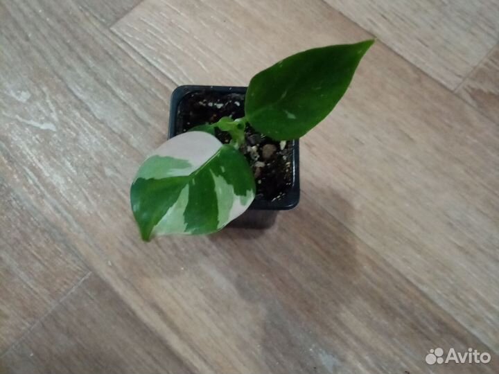 Филодендрон вайт визард