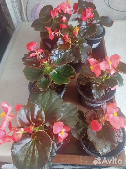 Бегония вечноцветущая
