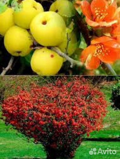 Айва Японская /хеномелес