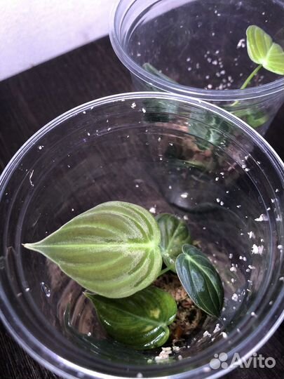 Филодендрон меланохризум и сплендид черенки