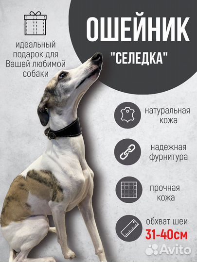 Ошейник селедка