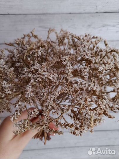 Сухоцветы разные