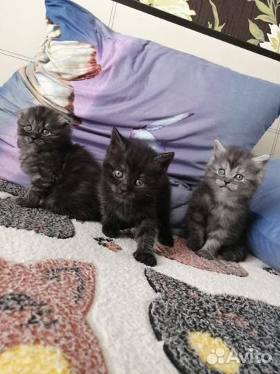 Шотландские котята
